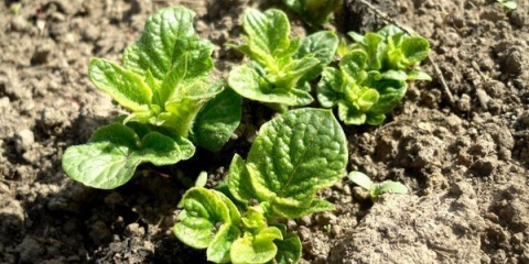 Koliko dana nakon sadnje nikne krompir?